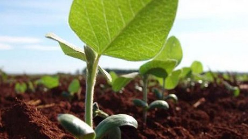 Soja: La falta de lluvias condiciona la siembra de primera —  Agricultura — Dinámica Rural | El Espectador 810