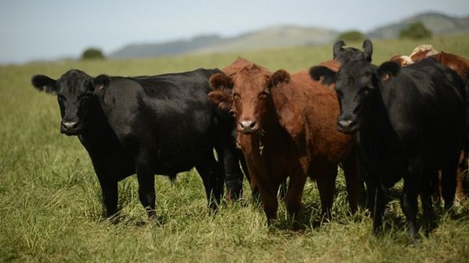 ''El mercado ganadero está a la espera de las lluvias previstas'' —  Mercados — Dinámica Rural | El Espectador 810