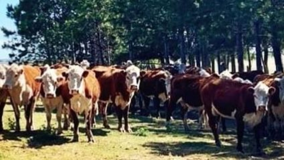 Pantalla Uruguay, con 12 mil vacunos —  Mercados — Dinámica Rural | El Espectador 810