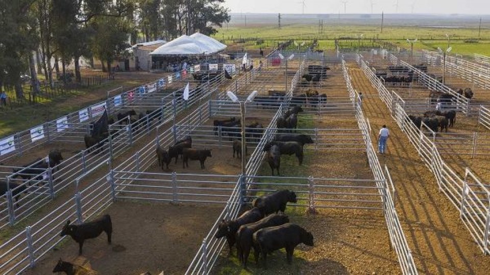 O. Fernández: ''La falta de lluvias es coyuntural, la ganadería demostró su fortaleza'' —  Ganadería — Dinámica Rural | El Espectador 810