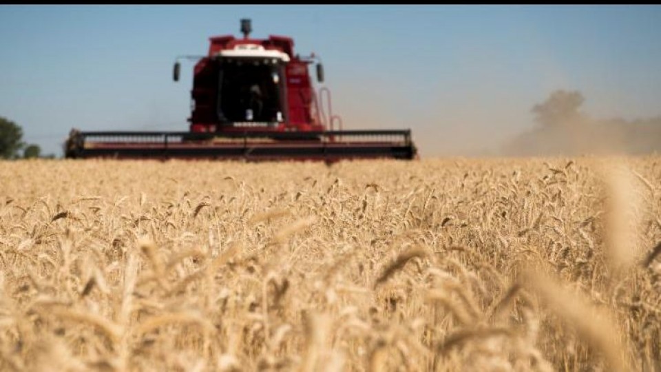 Argentina cosechó el 40% del área de trigo, con rindes por debajo del año pasado —  Agricultura — Dinámica Rural | El Espectador 810