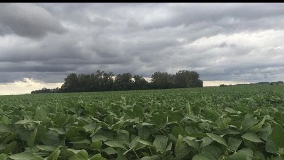 Lluvias en Brasil impactan en precio de la soja —  Mercados — Dinámica Rural | El Espectador 810