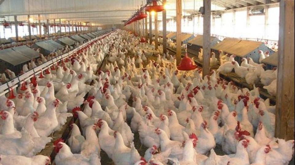 Sector avícola entrega 15 mil gallinas faenadas por semana a más de 200 ollas populares —  gremiales — Dinámica Rural | El Espectador 810