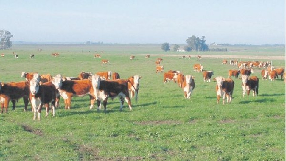 Plazarural inicia el año con el remate 229 —  Mercados — Dinámica Rural | El Espectador 810