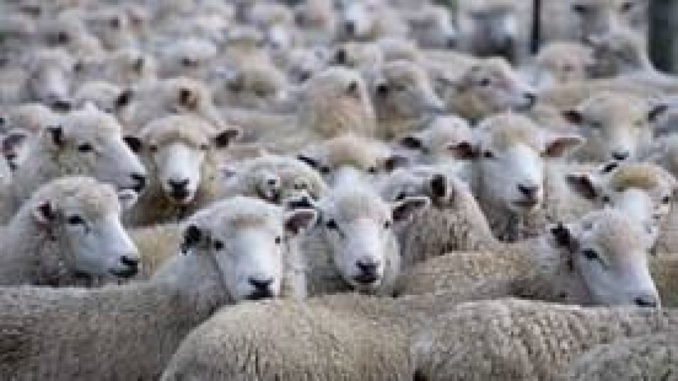 Parada Fariña destaca 1.400 ovinos en la primera feria del año —  Mercados — Dinámica Rural | El Espectador 810