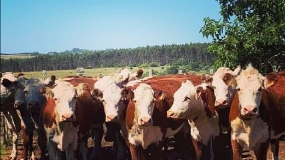Pantalla Uruguay rematará en el entorno de los 5 mil vacunos —  Mercados — Dinámica Rural | El Espectador 810