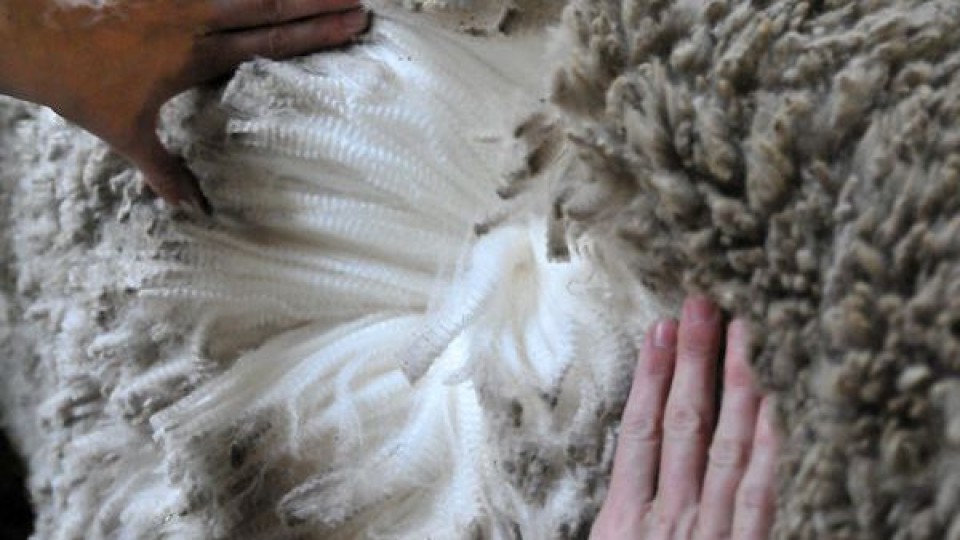 Riani: mercado australiano de lanas notó la falta de actividad de Europa —  Mercado Lanero — Dinámica Rural | El Espectador 810