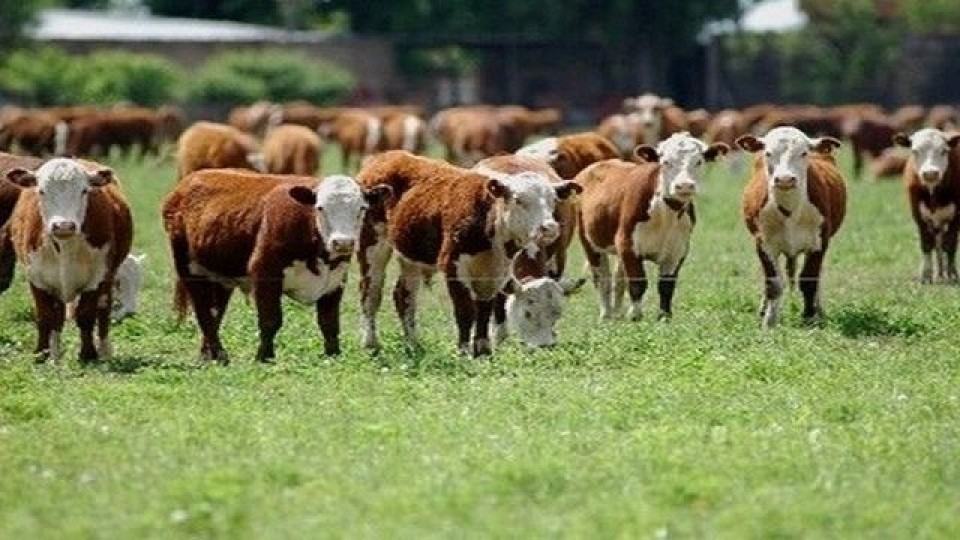 Pantalla Uruguay este 28/01 con 6 mil vacunos y 600 lanares —  Mercados — Dinámica Rural | El Espectador 810