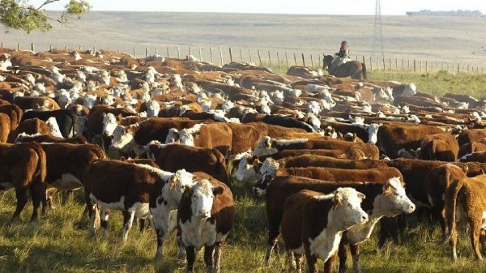 J. Abelenda: Hay oferta, hay demanda y condiciones ''muy buenas'' para el remate 229 —  Mercados — Dinámica Rural | El Espectador 810