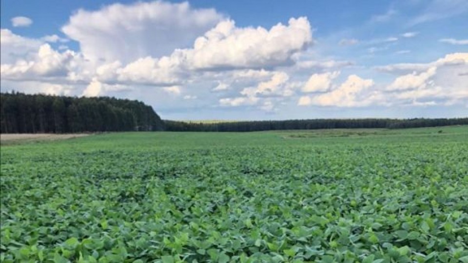 Soja: Donde no llovió lo suficiente, ''hay poco margen de manejo, pero se está a tiempo de revertir la situación'' —  Agricultura — Dinámica Rural | El Espectador 810