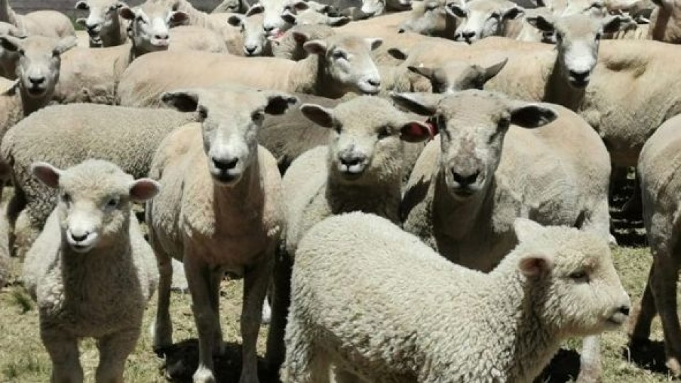 En Parada Fariña O. Fernández remata 2.700 ovinos —  Mercados — Dinámica Rural | El Espectador 810