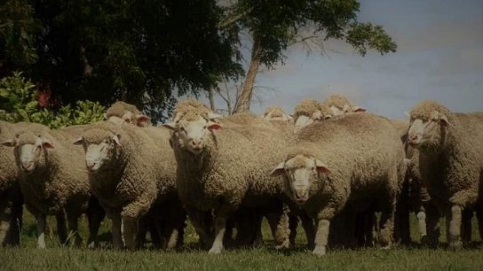 ''La Esperanza'' de Gambeta y Vieytes, es sinónimo de carne y lana —  Ganadería — Dinámica Rural | El Espectador 810