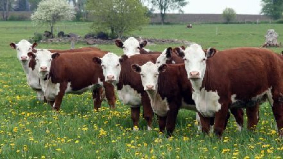 Lote 21: El precio del ternero aumentó un 15%, con un promedio de 2.46 dól/kgs —  Mercados — Dinámica Rural | El Espectador 810