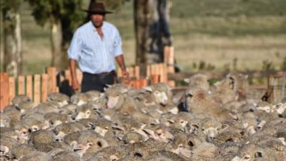 Bamidal va por más mercados para la carne ovina —  Economía — Dinámica Rural | El Espectador 810