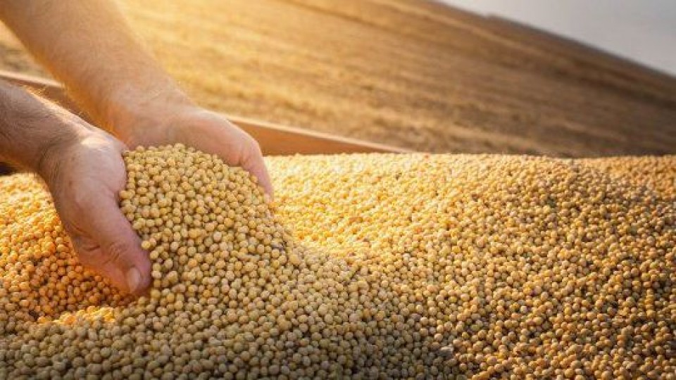 A la espera del reporte del USDA y la incertidumbre en la región previo a la cosecha, los precios están firmes para la soja —  Agricultura — Dinámica Rural | El Espectador 810