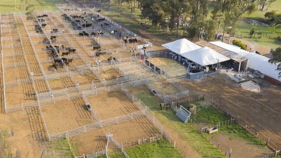 En Parada Fariña, Esc. O. Fernández remata más de 1.300 ovinos —  Mercados — Dinámica Rural | El Espectador 810