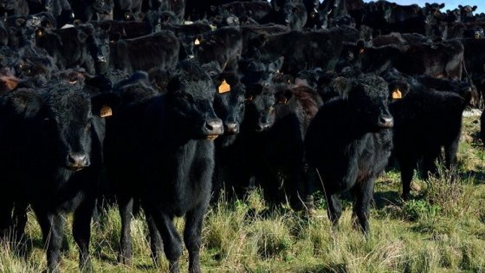 Plazarural remata 32 mil vacunos —  Mercados — Dinámica Rural | El Espectador 810