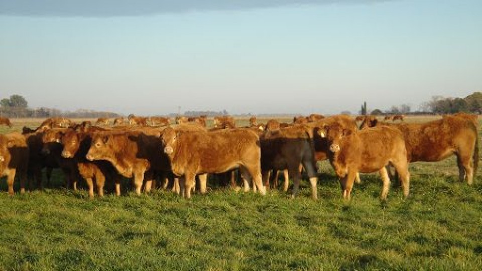 Uruguay exportó 100 vaquillonas Limousin a China —  Ganadería — Dinámica Rural | El Espectador 810