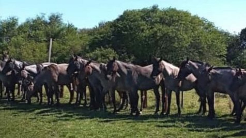 ''Las Moras'' remate destacado de Escritorio G. Araújo Agronegocios —  Mercados — Dinámica Rural | El Espectador 810