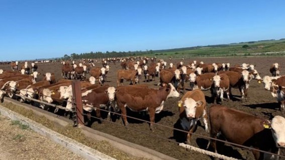 China sigue demandado ganado en pie uruguayo —  Mercados — Dinámica Rural | El Espectador 810