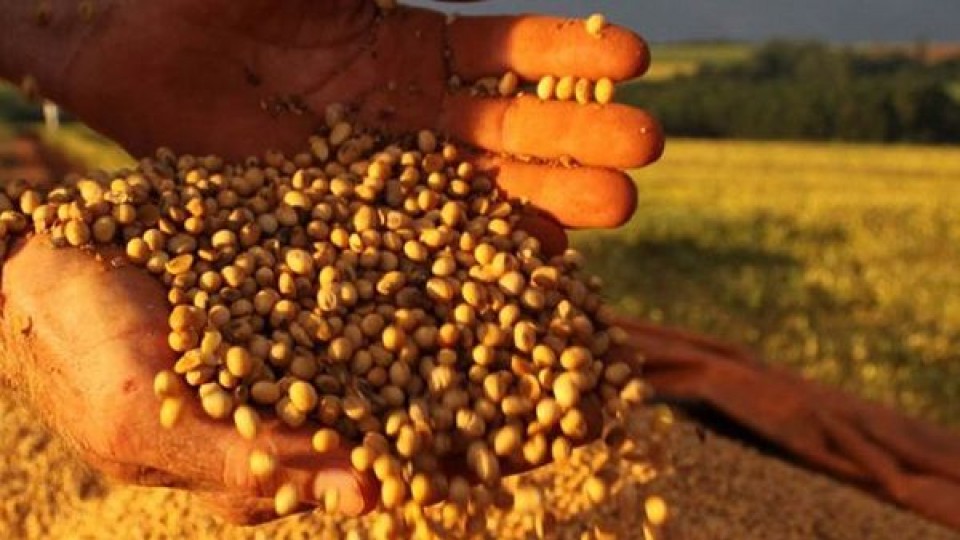 Argentina en soja alcanzaría los 45 millones de toneladas —  Agricultura — Dinámica Rural | El Espectador 810
